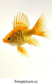 goldfish