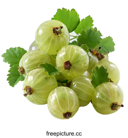 gooseberry