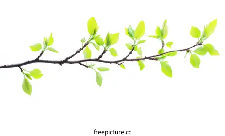 tree branch