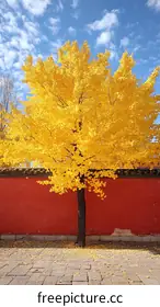 ginkgo