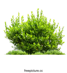 shrub