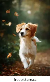 running dog