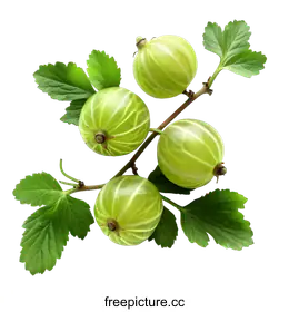 gooseberry