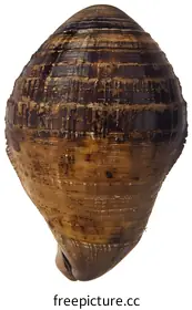 tropical photography