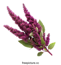 amaranth