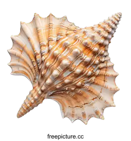 seashell
