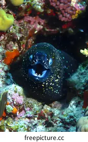eel