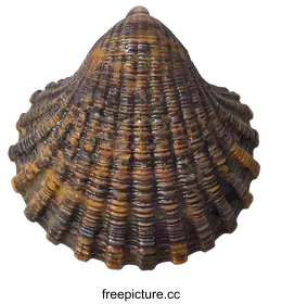 mollusk