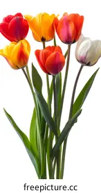 tulips