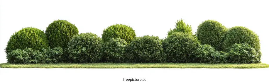 hedge