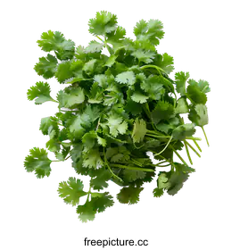 cilantro