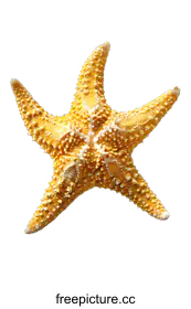 starfish