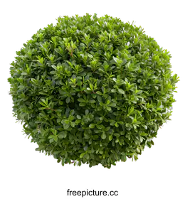 shrub