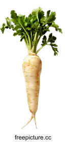 parsnip