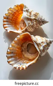 conch
