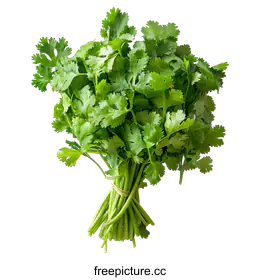 cilantro