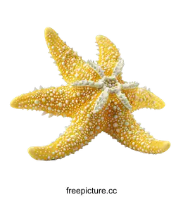 echinoderm