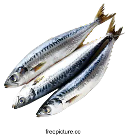 mackerel
