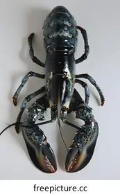 lobster