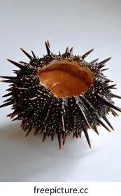 sea urchin