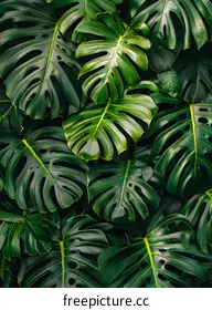 monstera