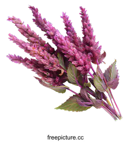 amaranth