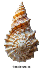 seashell