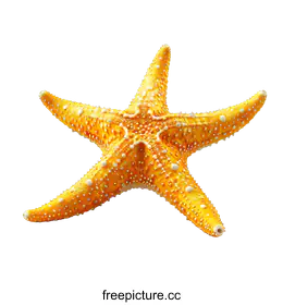 starfish