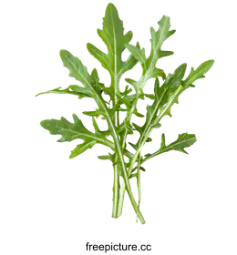 arugula