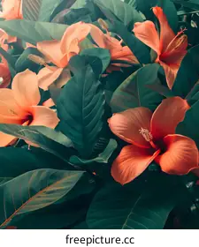 hibiscus
