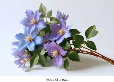 clematis