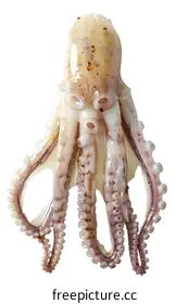 cephalopod