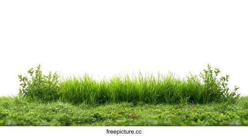 lawn