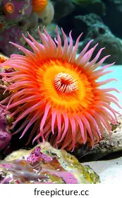 flower anemone