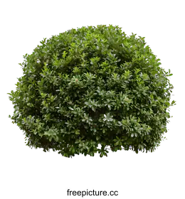 shrub
