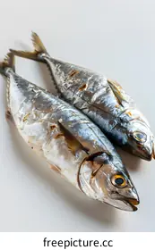 mackerel