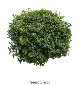 shrub