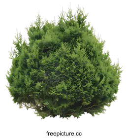 shrub