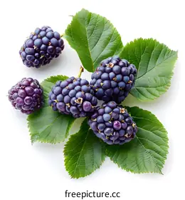 blackberries
