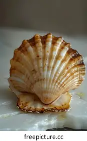 seashell