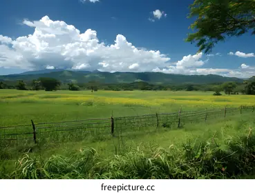 grassland
