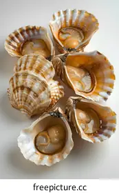 scallops
