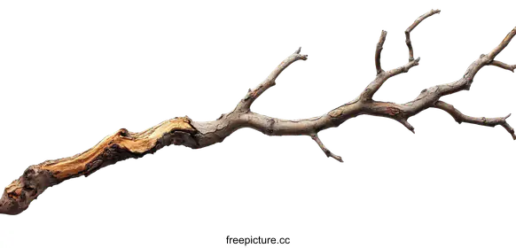 branch