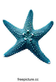 starfish