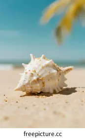 seashell