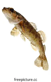 endangered species photography