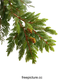 conifer