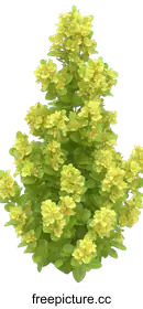 bush