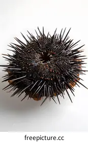 sea urchin