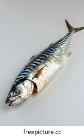 mackerel